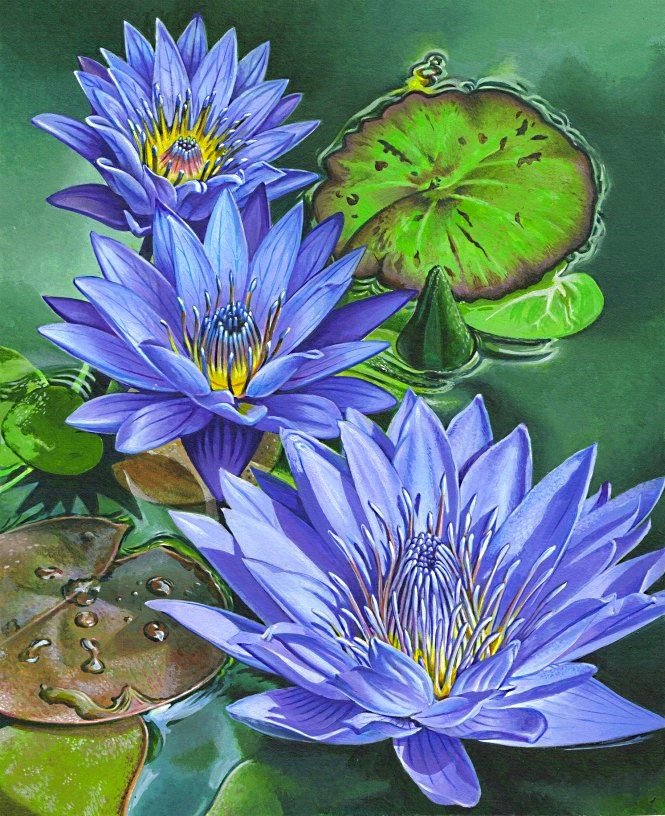 синие лилии - синие цветы, лилии, лилия, лотос, кувшинка, кувшинки - оригинал
