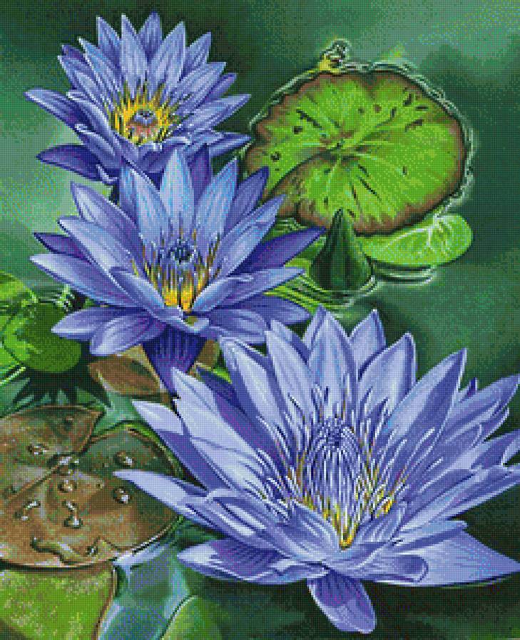 синие лилии - лилия, лотос, лилии, синие цветы, кувшинки, кувшинка - предпросмотр