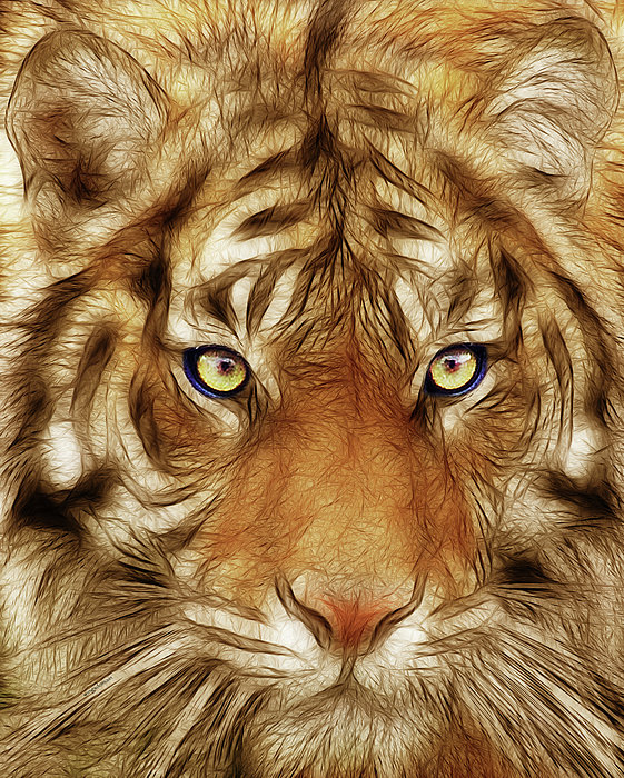 Серия "Фауна" - зверь, взгляд, тигр - оригинал