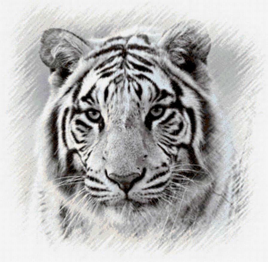 Белый тигр - животные, зверь - предпросмотр