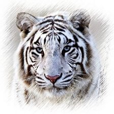 Оригинал схемы вышивки «Белый тигр» (№1197921)