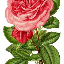 Оригинал схемы вышивки «роза нежная» (№1201247)