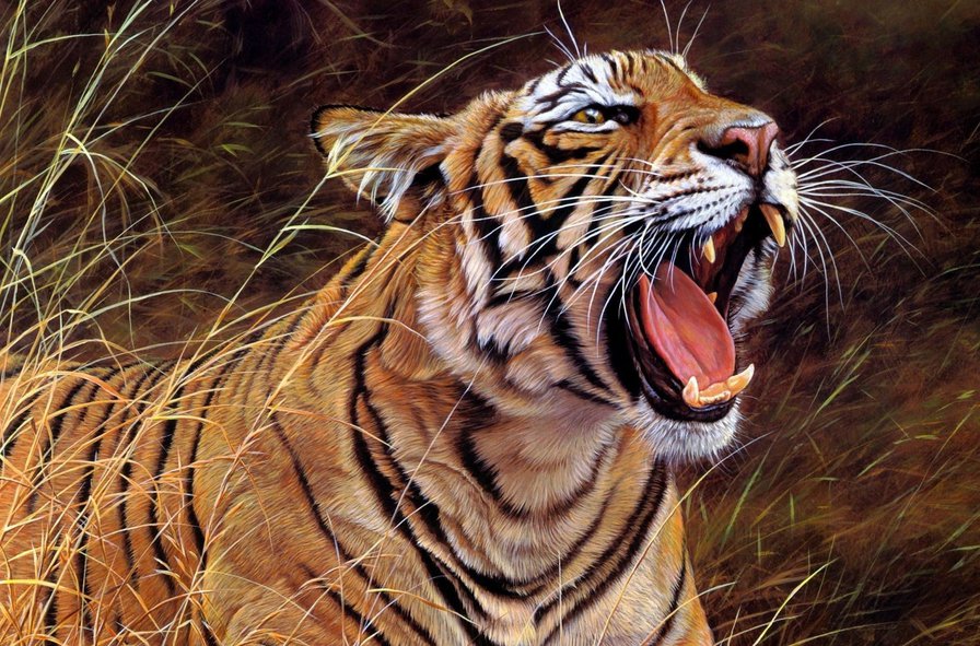 Тигр - животные, тигры, анималисты, дикие хищные кошки, тигр, природа - оригинал