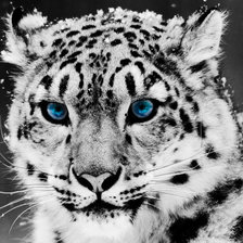 Схема вышивки «снежный леопард»