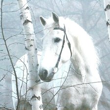 Оригинал схемы вышивки «Белая лошадь» (№1225559)