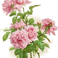 Оригинал схемы вышивки «Розовые розы» (№1226171)