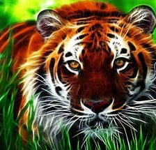 тигр в траве сочно