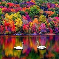 Схема вышивки «swans in autumn»
