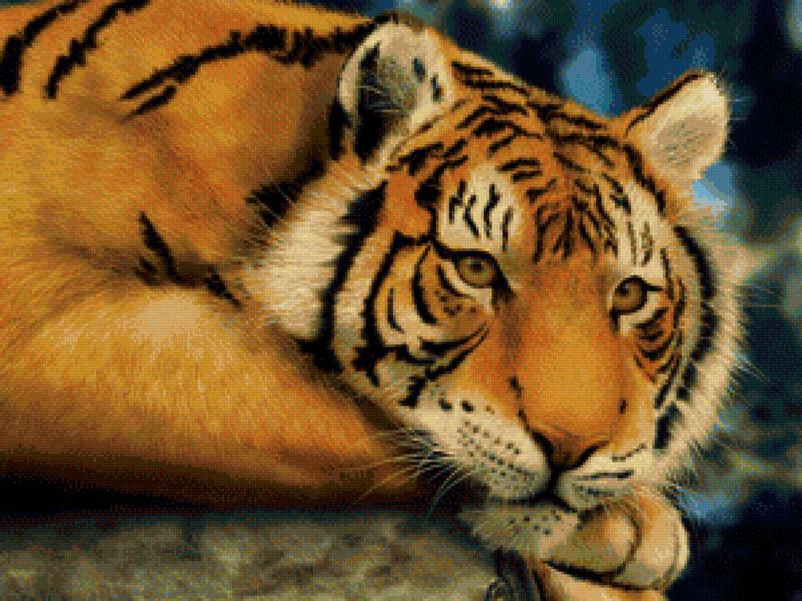 Дикие хищные кошки - тигры, животные, тигр, анималисты, дикие хищные кошки, природа - предпросмотр
