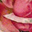 Предпросмотр схемы вышивки «розы» (№1236489)