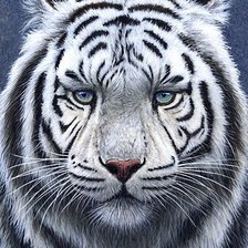 Оригинал схемы вышивки «белый тигр» (№1242792)