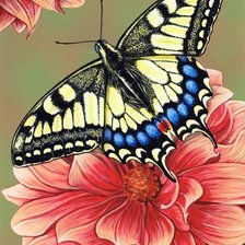 Оригинал схемы вышивки «бабочка на цветах» (№1244073)