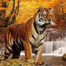 Схема вышивки «Тигр в осеннем лесу»