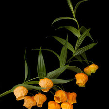 Схема вышивки «Цветок. Фонарик. Оранж.»