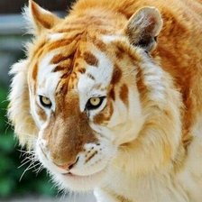 Схема вышивки «Обалденный тигр»