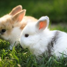 Схема вышивки «милые кролики»