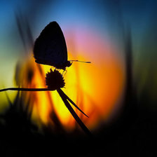 бабочка на закате