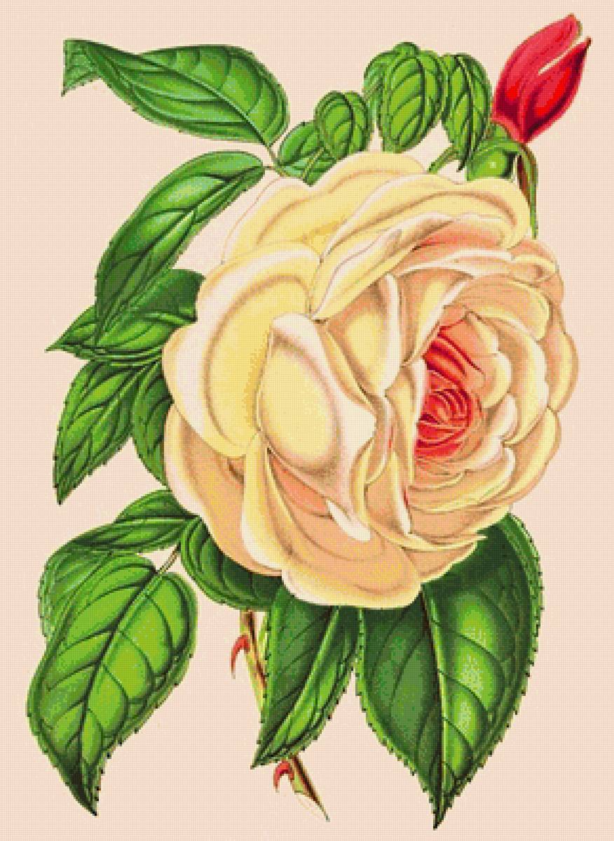 роза нежная - винтаж, розы, ретро, розовые цветы, роза - предпросмотр