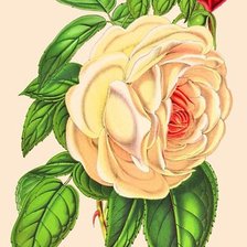 Оригинал схемы вышивки «роза нежная» (№1263652)