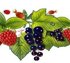 Оригинал схемы вышивки «ягоды» (№1269693)