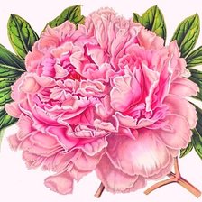 Оригинал схемы вышивки «розовое чудо» (№1271497)