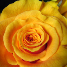 Схема вышивки «желтая роза»