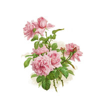 Схема вышивки «Розовые розы (для Gianeja)»