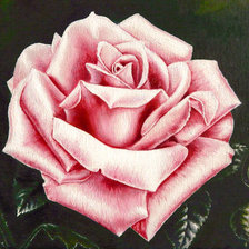 Оригинал схемы вышивки «Роза 2» (№1281943)