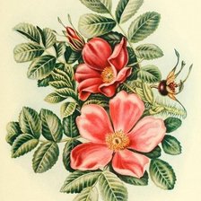 Оригинал схемы вышивки «цветы» (№1288810)