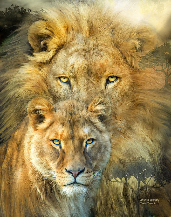 лев и львица - оригинал