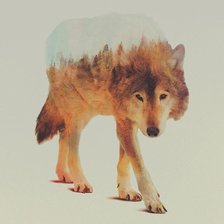 Схема вышивки «Волк.  Andreas Lie»