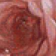 Предпросмотр схемы вышивки «роза» (№1293059)