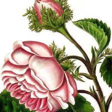 Оригинал схемы вышивки «Розы» (№1293223)