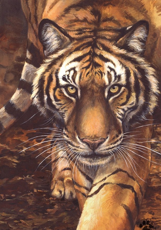 Тигр - животные, анималисты, дикие хищные кошки, тигры, тигр - оригинал