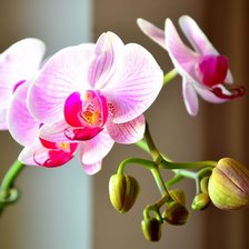 Схема вышивки «Орхидея фаленопсис»