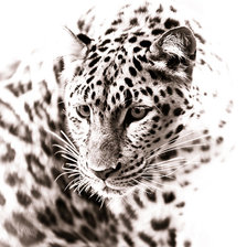 Оригинал схемы вышивки «Снежный леопард» (№1297993)
