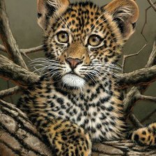 Маленький леопард