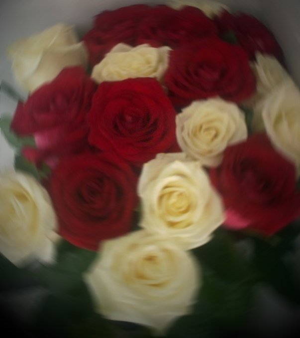 белое-красное - розы, цветы - оригинал