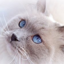 Схема вышивки «Пушистая кошка с голубыми глазами»