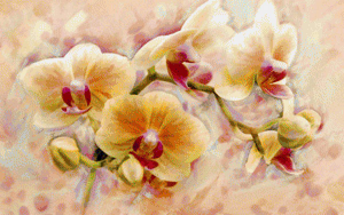желтые орхидей - орхидеи, крестик, цветы - предпросмотр