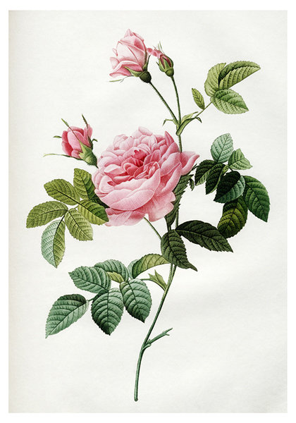 Роза безоружная (1817). Пьер-Жозеф Редуте - цветы, розы, роза - оригинал