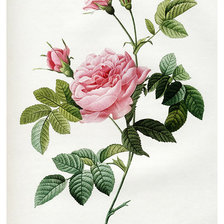 Оригинал схемы вышивки «Роза безоружная (1817). Пьер-Жозеф Редуте» (№1310798)