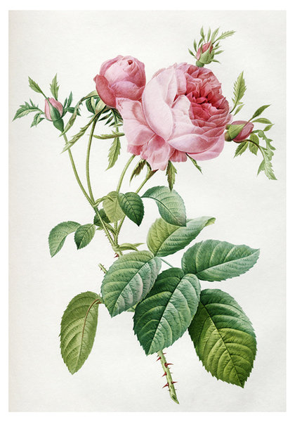 Дамасская розовая роза (1817). Пьер-Жозеф Редуте - розы, цветы, роза - оригинал