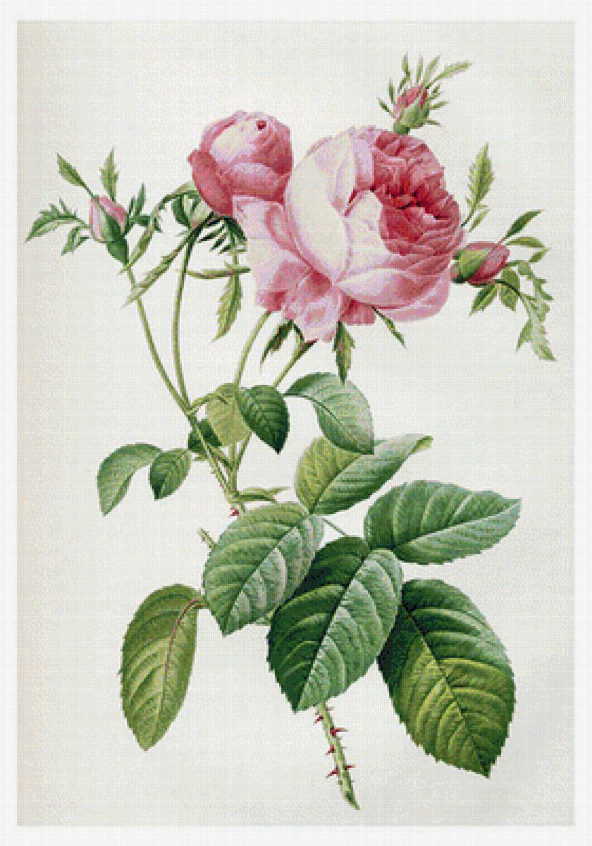 Дамасская розовая роза (1817). Пьер-Жозеф Редуте - розы, роза, цветы - предпросмотр