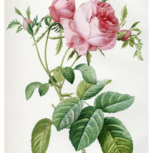 Оригинал схемы вышивки «Дамасская розовая роза (1817). Пьер-Жозеф Редуте» (№1310799)