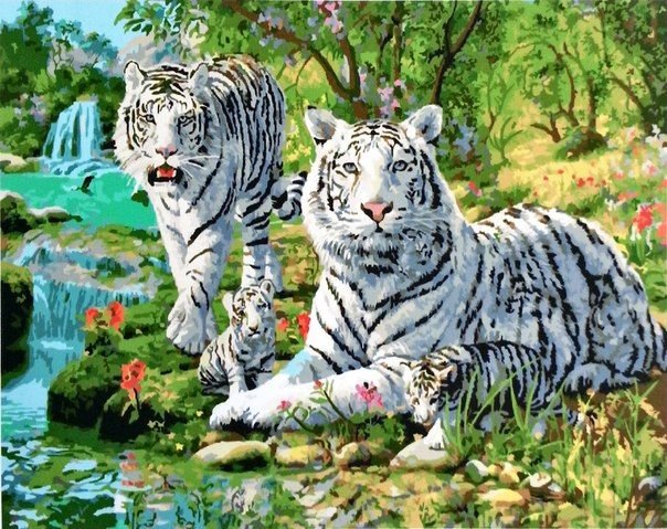 Белый тигр - белый тигр, животные - оригинал