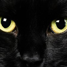 Черный кот 2