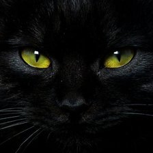 Оригинал схемы вышивки «Черный кот 3» (№1312861)