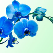 Схема вышивки «Голубая орхидея»