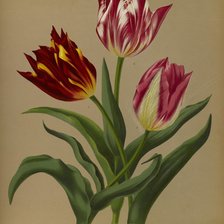 Оригинал схемы вышивки «Тюльпаны» (№1322121)